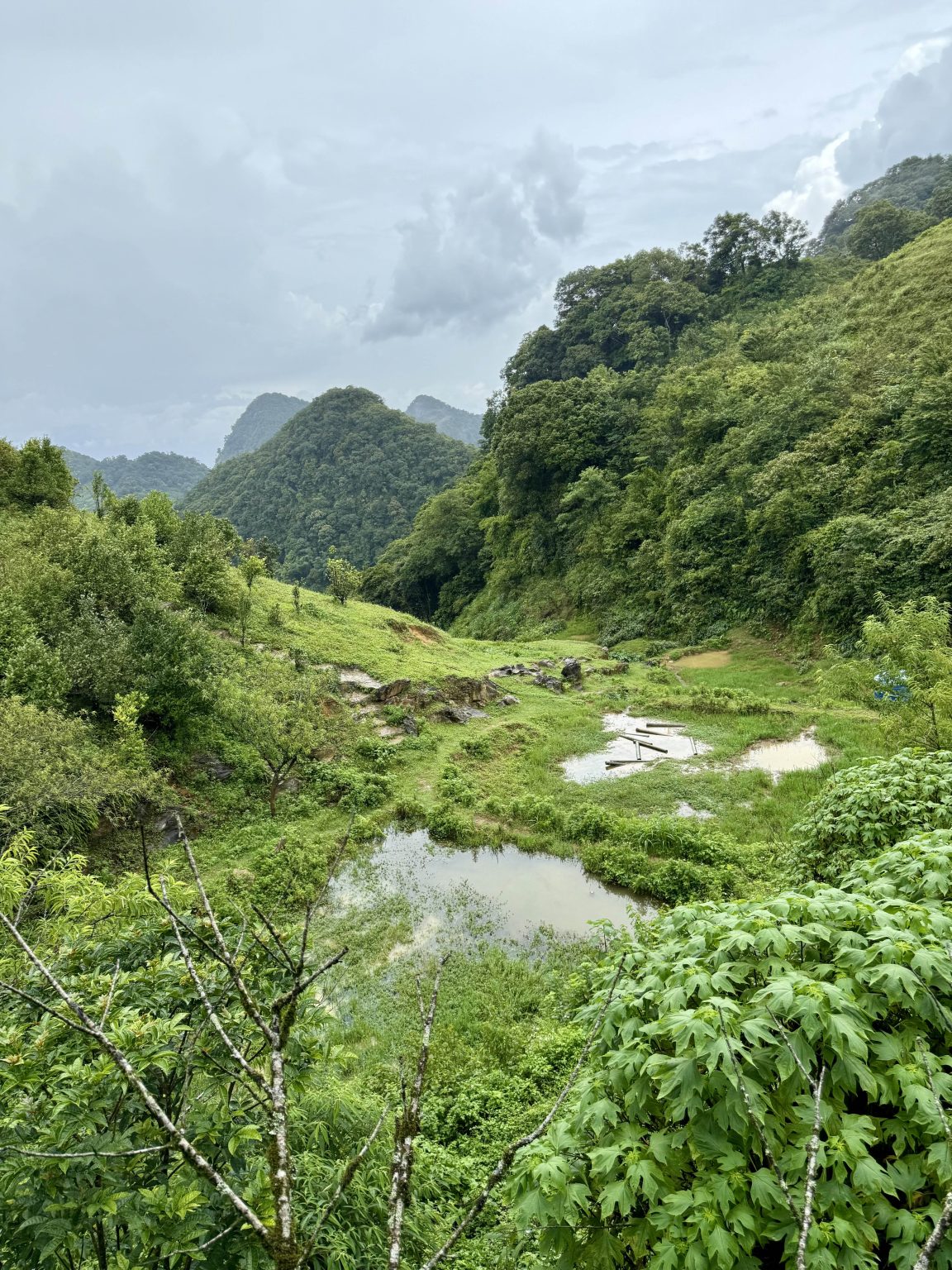 A lush green landscape with mountains in the background