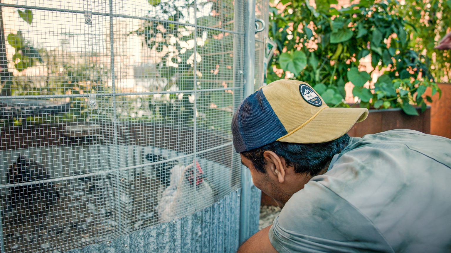 Rooftop garden chickens at Madison Children’s Museum. Photo by Aaron Granat (video linked at bottom)