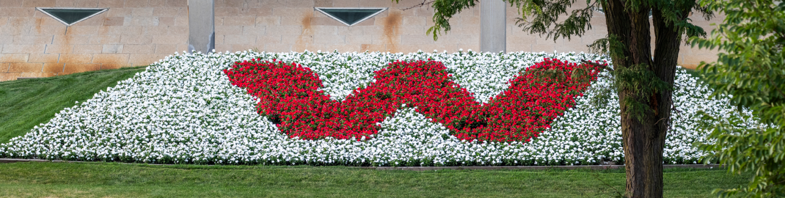 red and white flowers planted on the lawn in front of the Humanities Building create a large 'W'